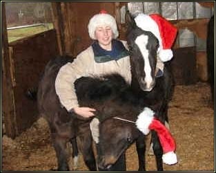 Twin Arabian Foals